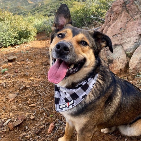 Meet your Posher, Cass - Picture 3 of 5